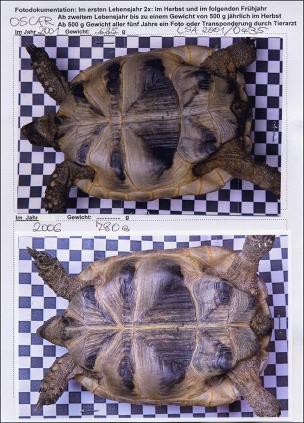 Ab einem Gewicht der Landschildkröte von 500 g aller fünf Jahre ein Wiederholungsfoto oder Transponderung durch den Tierarzt