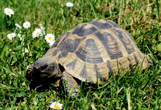 Griechische Landschildkröte