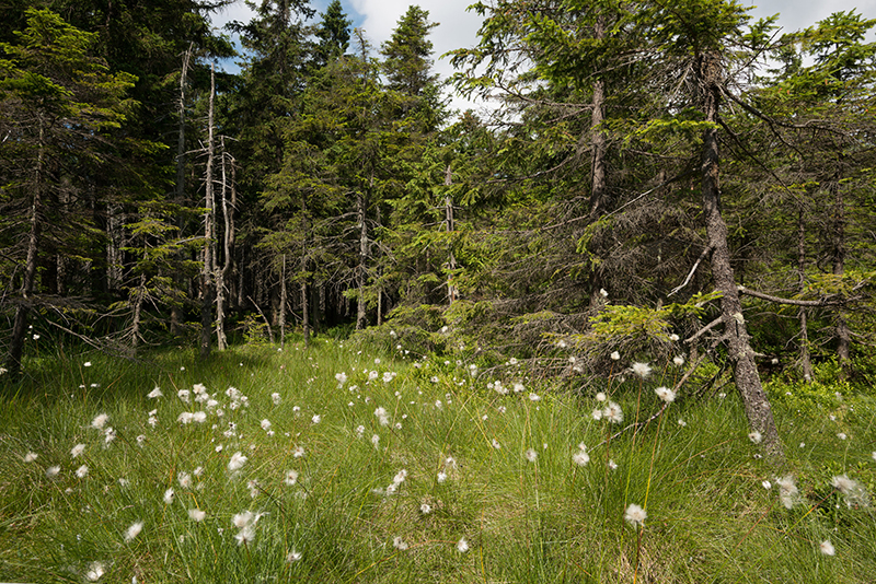 Moorfläche im Sommer