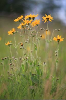 Echte Arnica