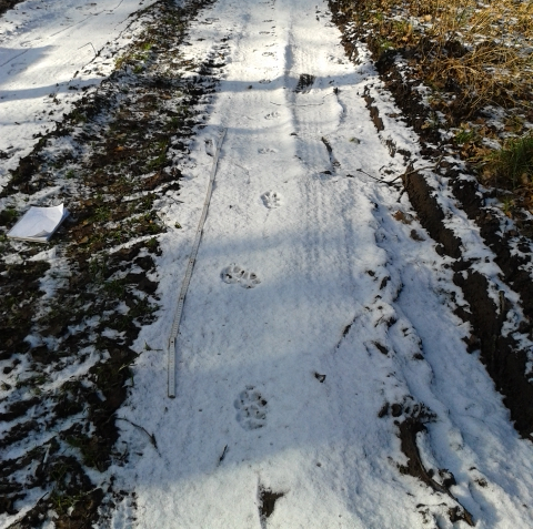 Wolfsspur im geschnürten Trab