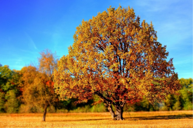Baum in Herbstfarben