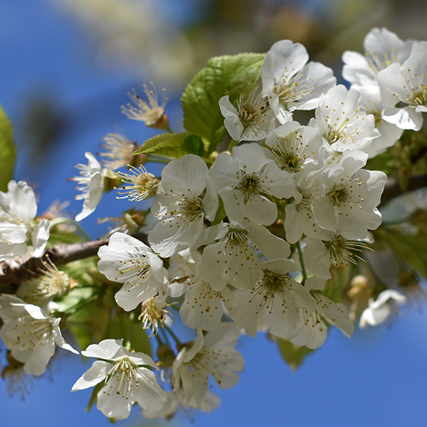 Kirschblüten