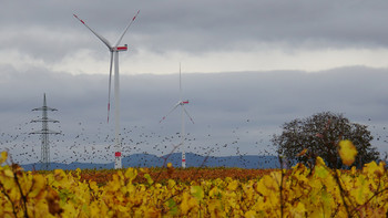 Strommasten, Windräder und Vögel über einer gelb blühenden Ackerfläche