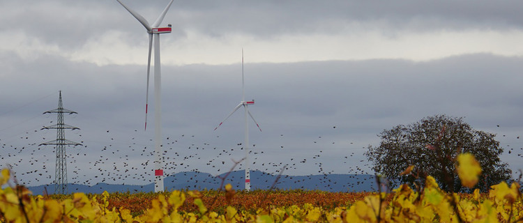 Vögel über einem gelben Feld, im Hintergrund Windenergieanlagen