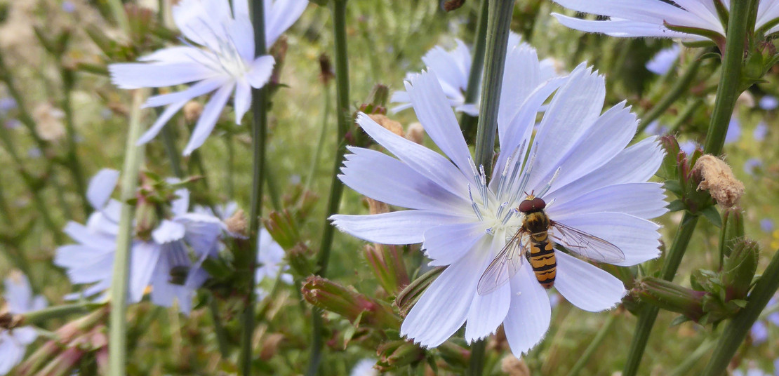 Hellblaue Blüte mit einem Insekt
