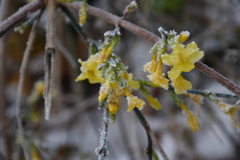 Forsythienzweig, mit etwas Schnee bedeckt