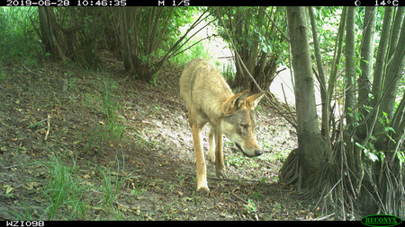 Symbolbild Wolf im Wald