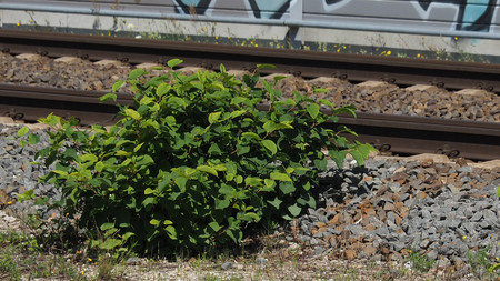 Pflanze an einer Gleisanlage