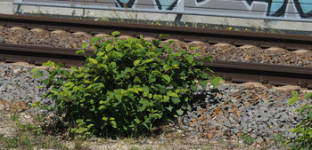 Pflanze an einer Gleisanlage