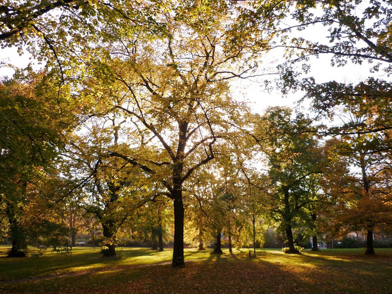 Foto eines Parks im Herbst mit gelben bis braunen Blättern auf dem Boden
