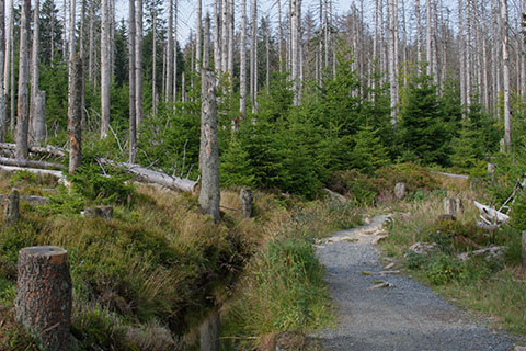 Waldsterben