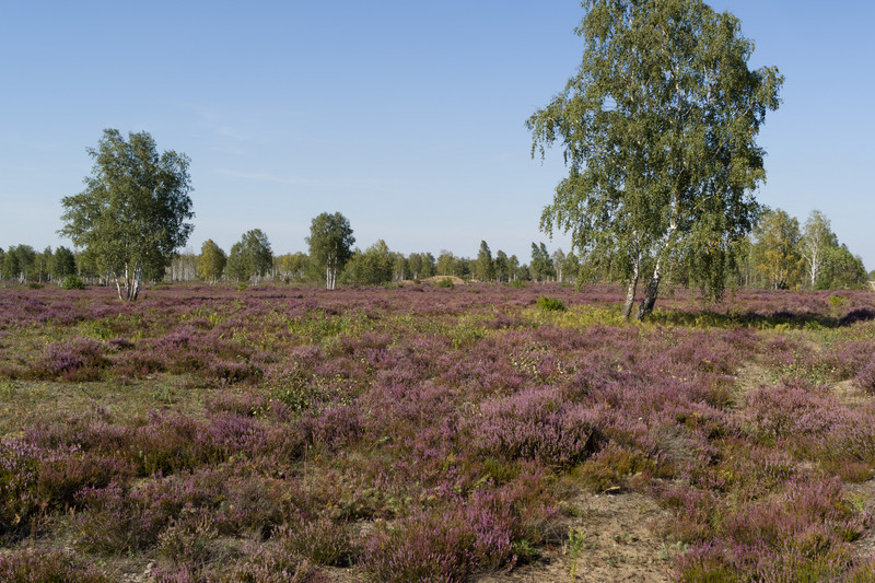 Blühende Heidefläche mit Heidekraut (Calluna vulgaris) im August