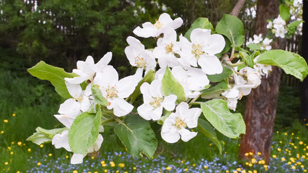 Pflaumenblüten