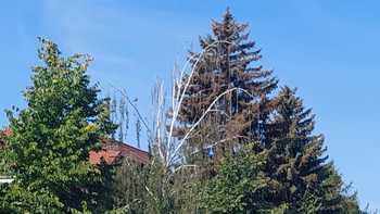 Trockene Baumkronen vor einem roten Dach
