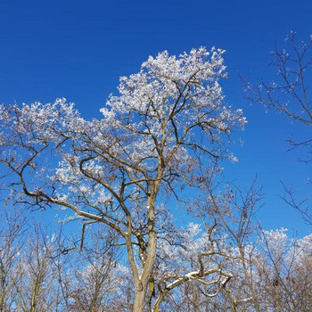 Beschneite Baumkronen vor blauem Himmel