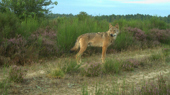 Sich umblickender Wolf auf einem Waldweg