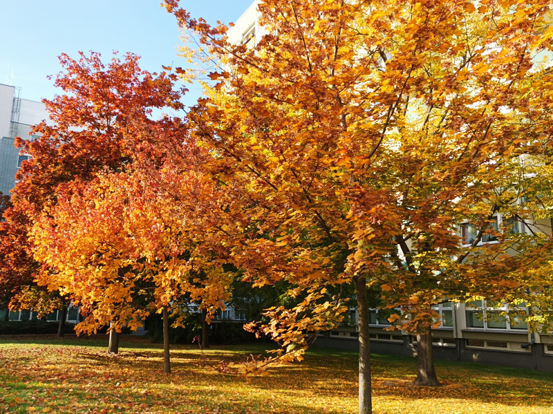 Herbstlich gefärbte Bäume auf einer Wiese