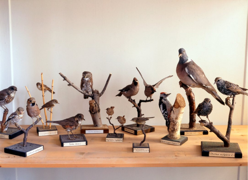Kleinvogelsammlung im Museum
