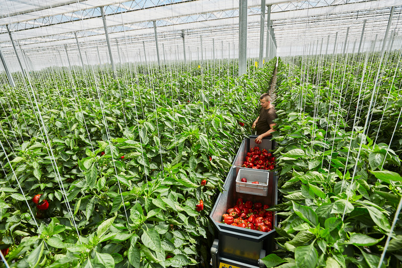 Anbau von Paprika