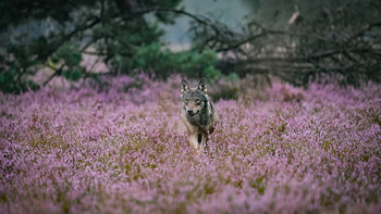 Wolf läuft über eine mit Heidekraut bewachsene Fläche