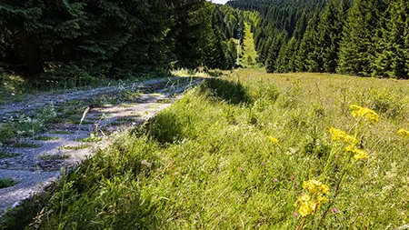 Das Foto zeigt einen Abschnitt des Grünen BAndes mit Kolonnenweg