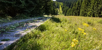 Das Foto zeigt einen Abschnitt des Grünen BAndes mit Kolonnenweg