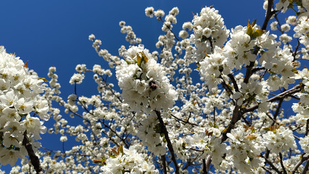 weiße Kirschblüten am Baum mit blauem Himmel im Hintergrund