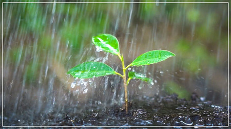 Kleine Pflanze im Regen