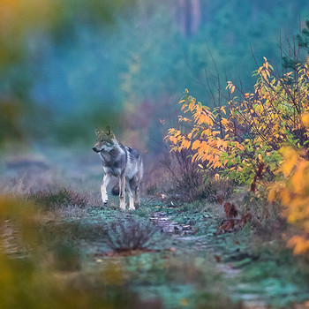 Wolf im Wald