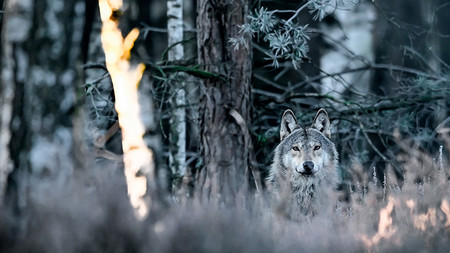 Wolf, der aus einem winterlichen Wald direkt in die Kamera schaut